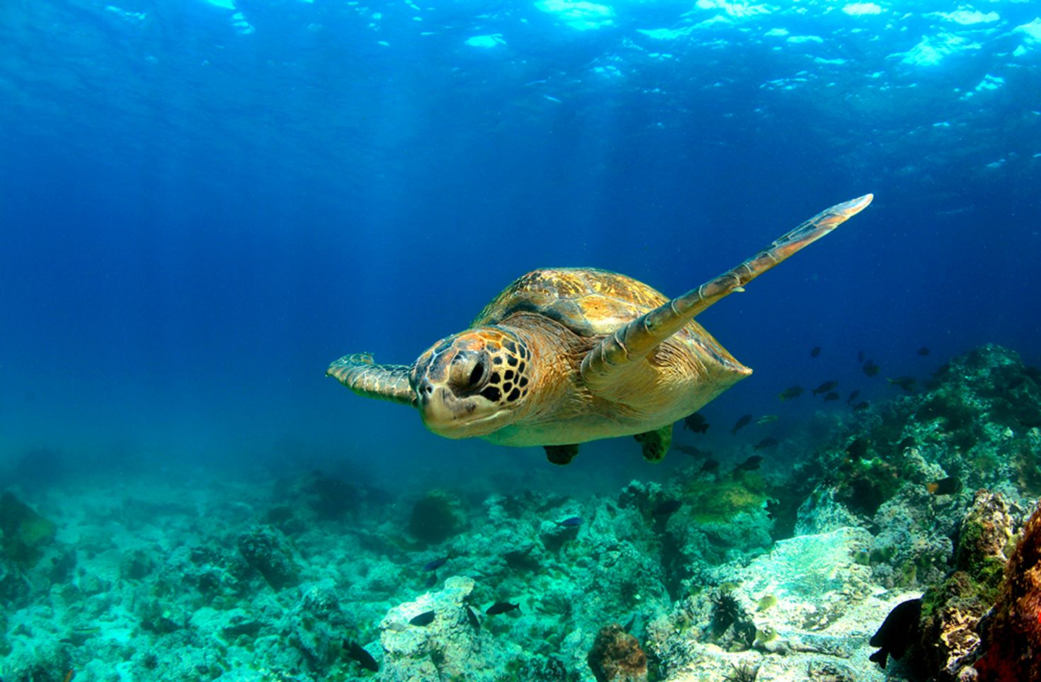 Divers may encounter sea turtles while diving in Costa Rica