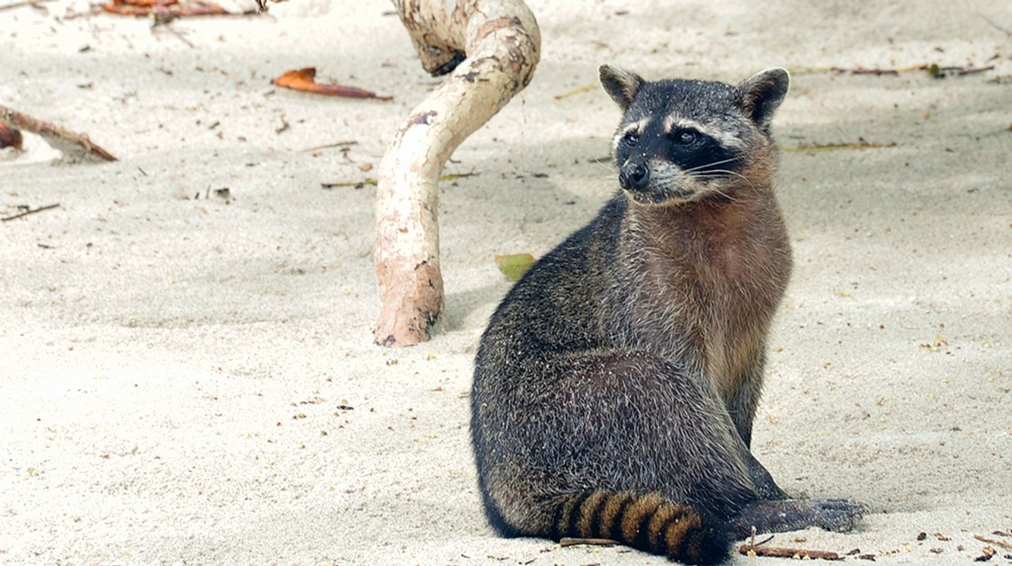 Manuel Antonio is home to raccoons and monkeys who aren't shy of humans