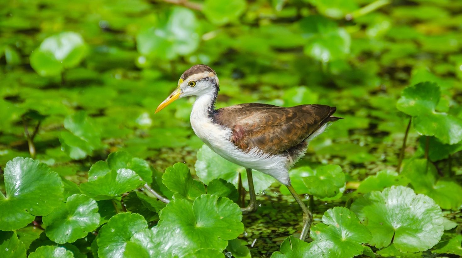 Jacana bird in Costa Rica