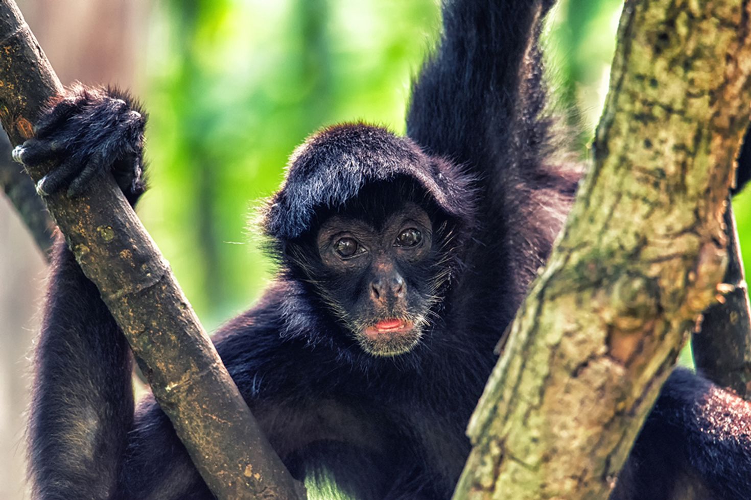 Spider monkeys can be seen jumping from one tree branch to another