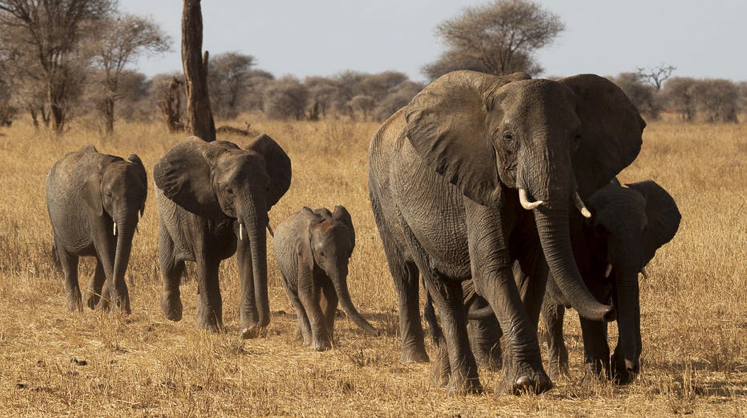 Elephants spotted at Tarangire National Park.