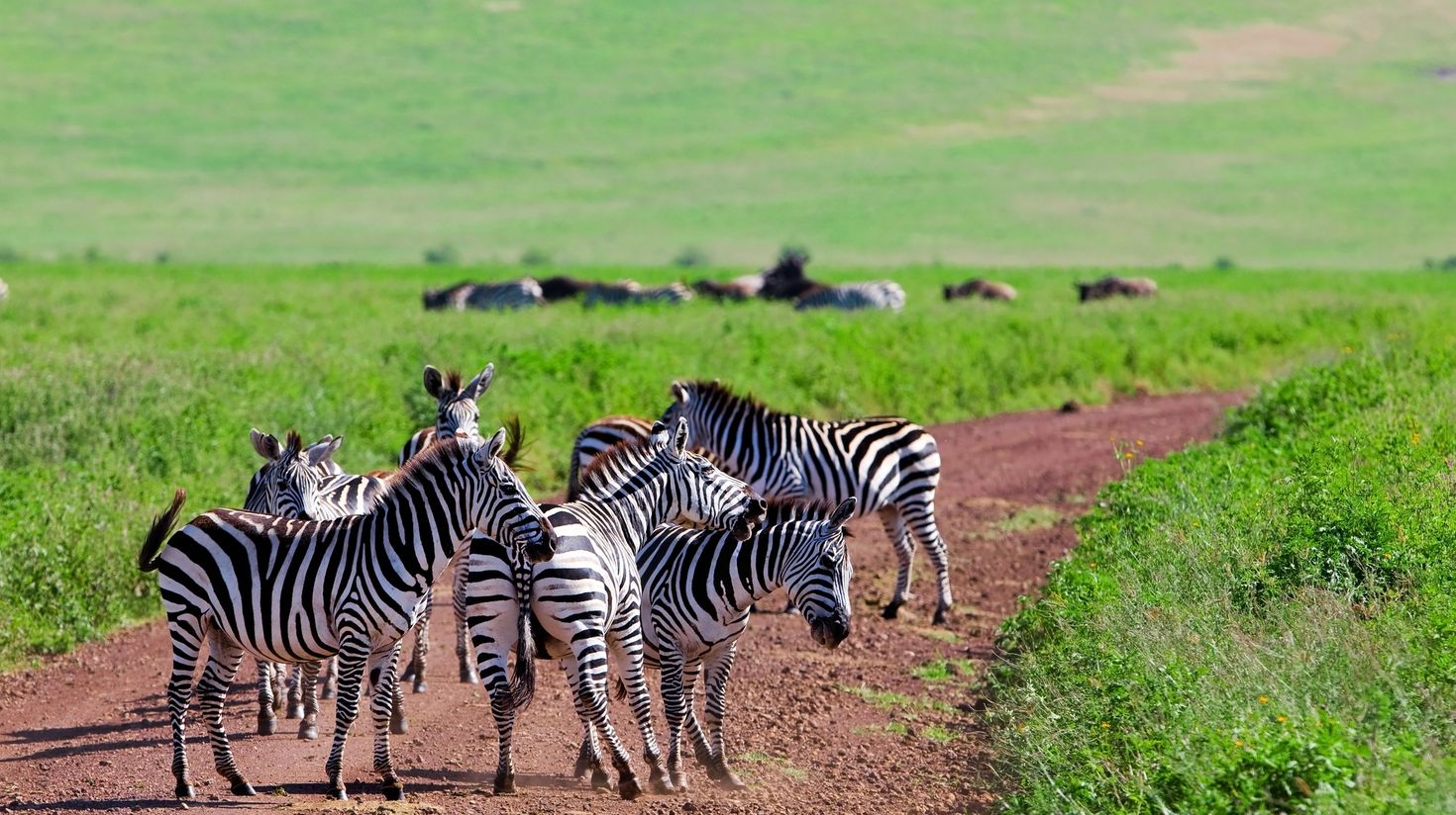 A herd of zebras in the Ngorongoro Crater in Tanzania in May.