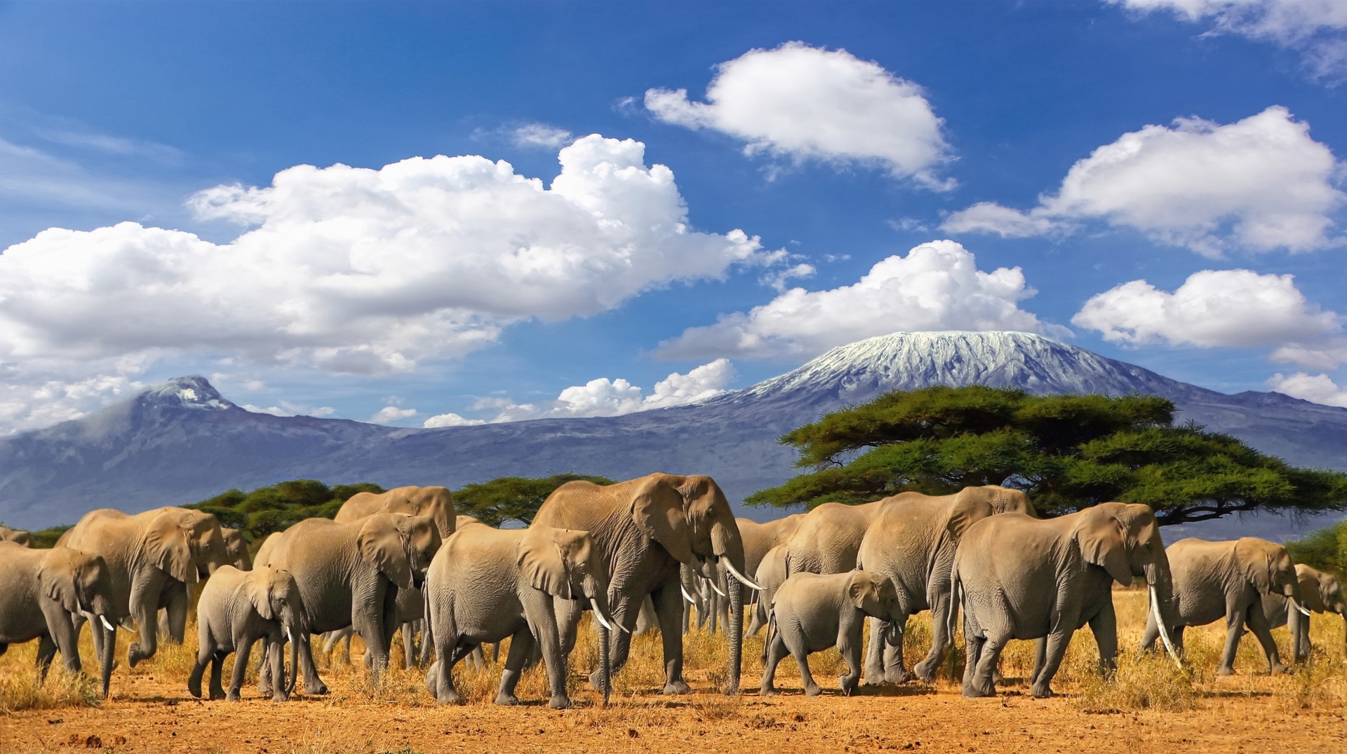 A herd of elephants in a savannah with a snow-capped mountain in view, as seen during 2 weeks in Tanzania