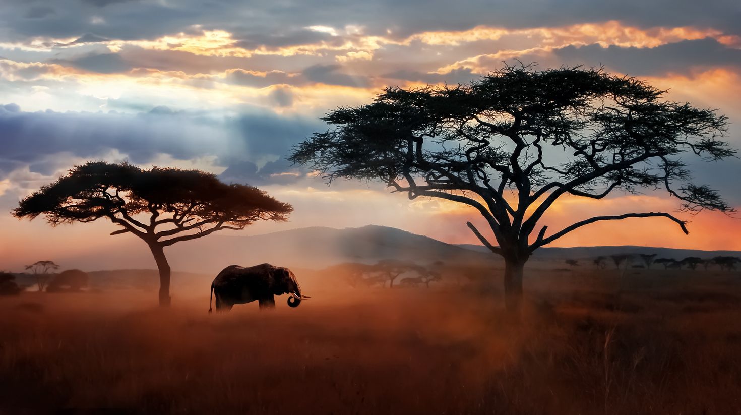 The wild safari in Serengeti