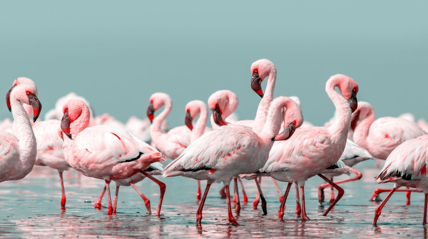 The Lesser Flamingo found in Tanzania is the shortest of the five species in the world.