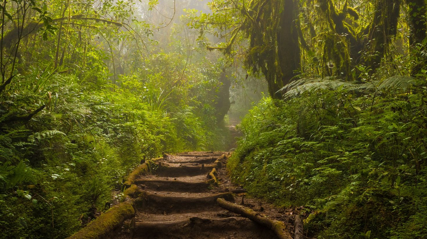 Lush greenery in Kilimanjaro's rainforest.