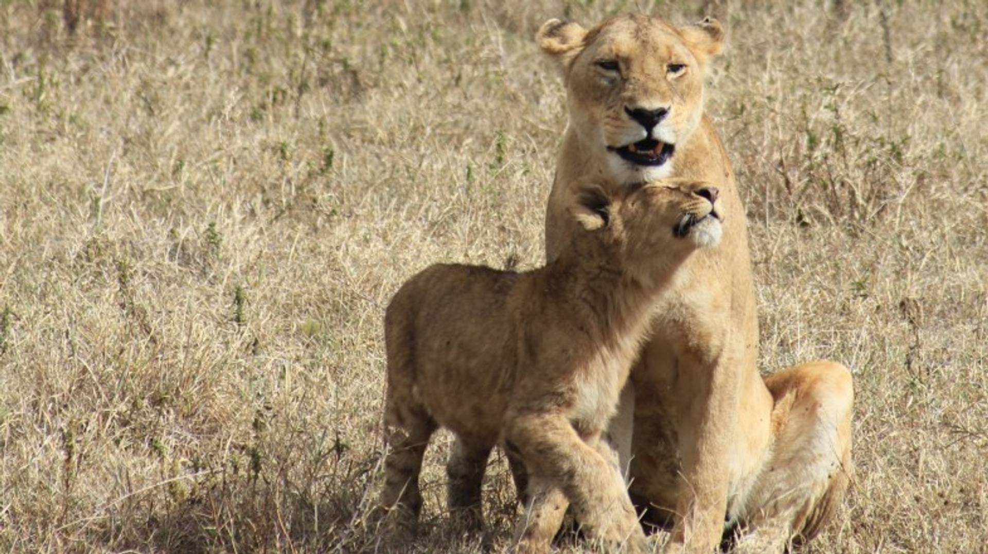 Tanzania in February: Weather, Tips, and More