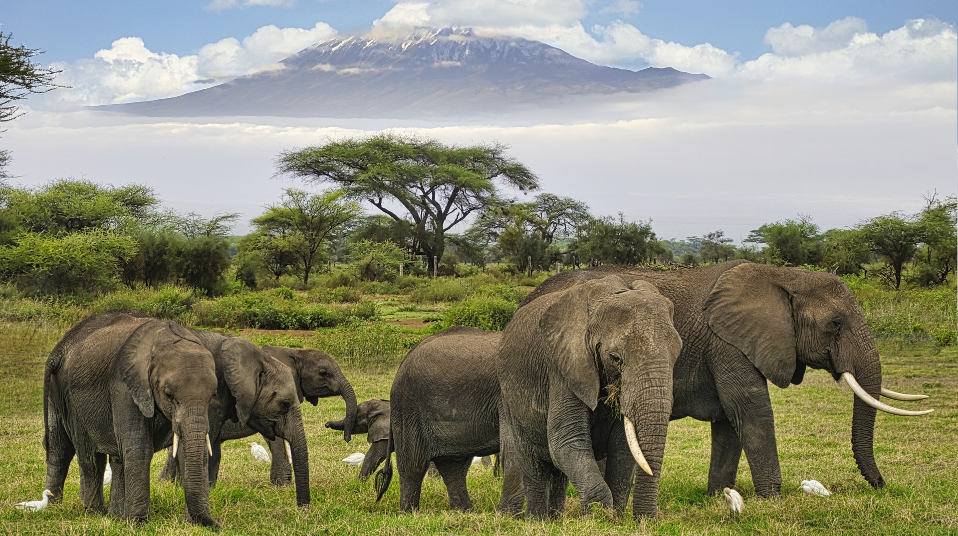 Head to Tanzania in January to witness a concoction of wildlife, scenic greenery and the iconic Kiimanjaro. A herd of elephants in a lush green landscape with trees in the background, as seen in Tanzania in January.