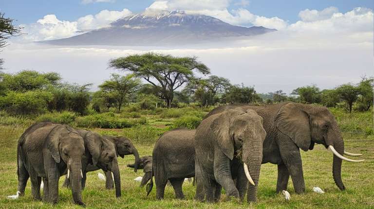 A herd of elephants in a lush green landscape with trees in the background, as seen in Tanzania in January.