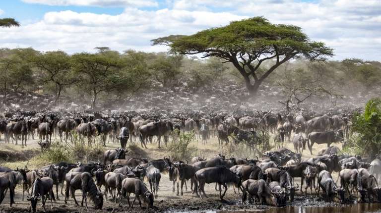 A large collection of wildebeest in a dusty savannah with trees in Tanzania in July.