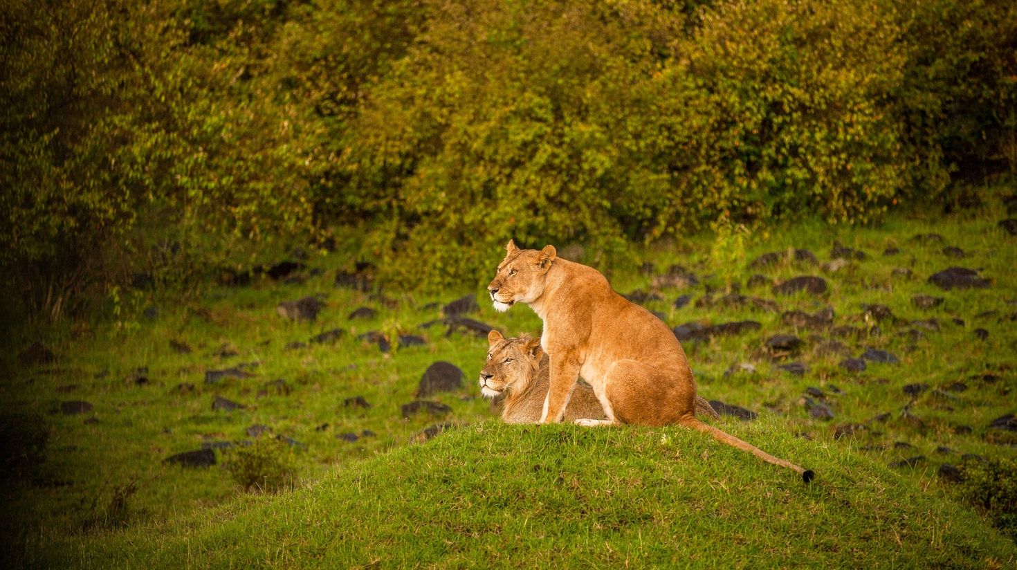 Lioness in Ruaha National Park