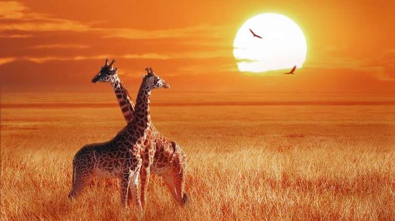 A pair of giraffes in a dry terrain with the sun setting down in the horizon.