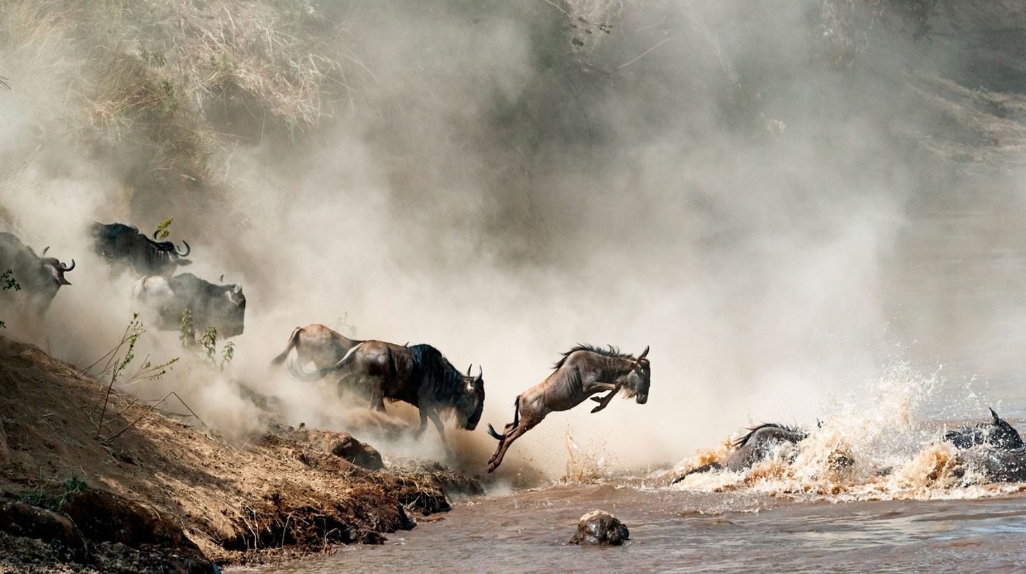 Wildebeest crossing Mara River during annual great migration in November