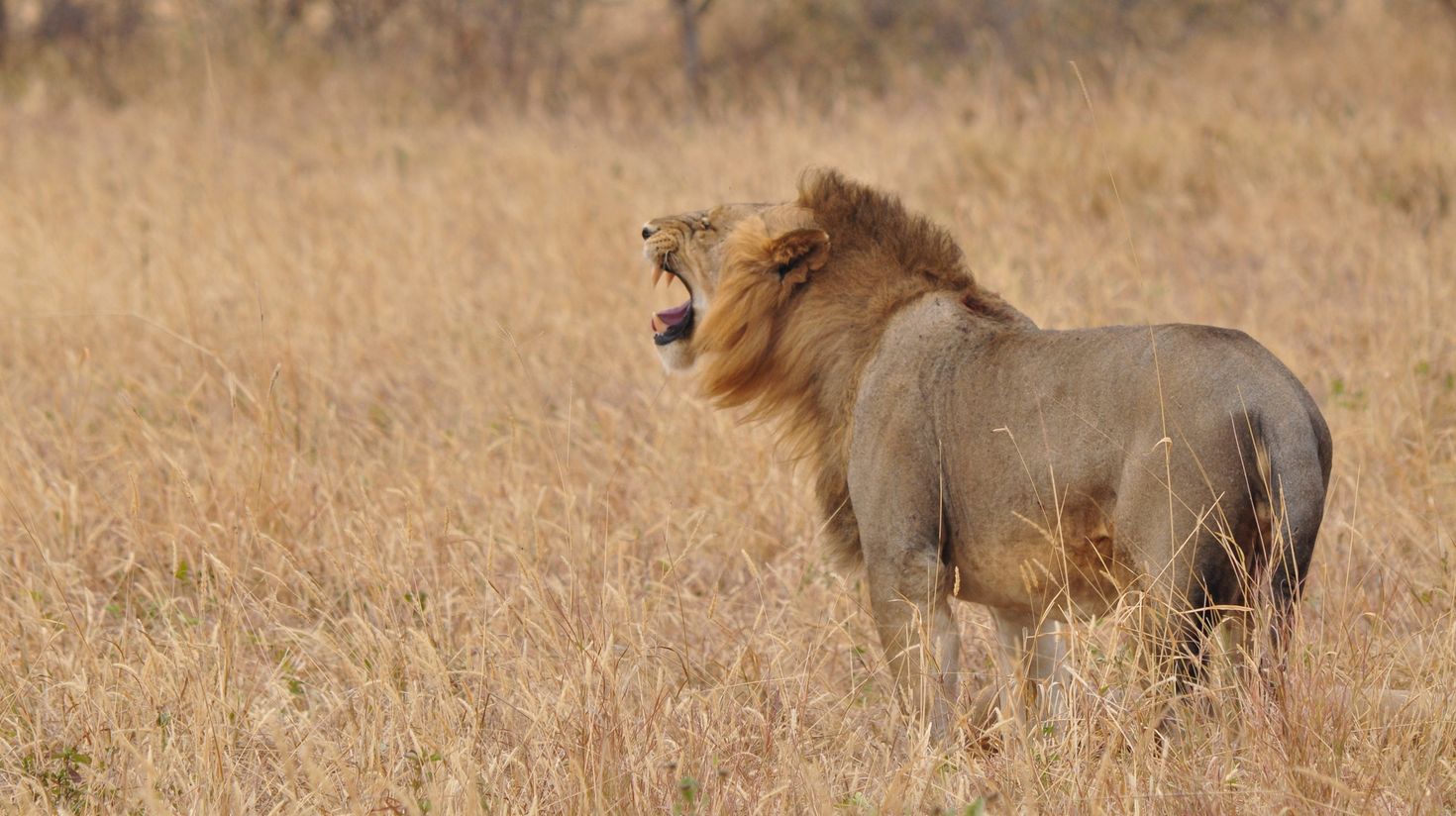 A lion roaring in Ngorongoro Crater Tanzania.
