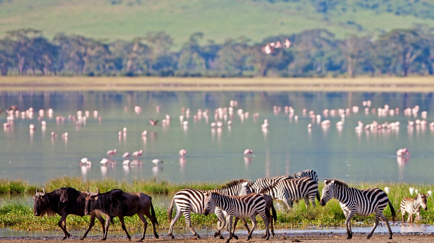 Wildlife as spotted in Ngorongoro Crater, Tanzania