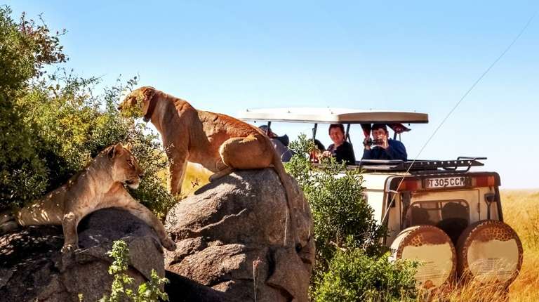 Tourists game driving Tanzania in September taking a picture of two lionesses.