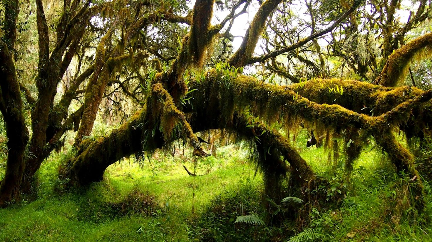 Moss covered trees at Arusha National Park
