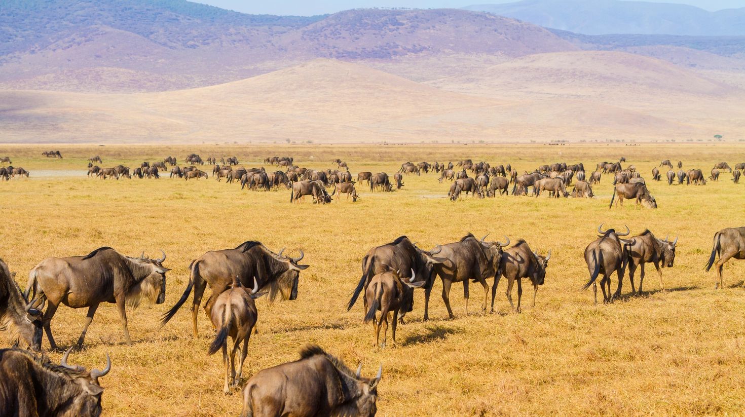 A close view of Wildebeest at Ngorongoro crater