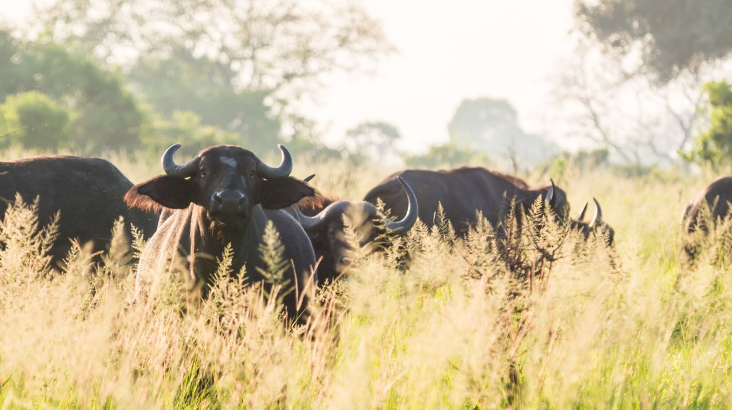 Katavi National Park