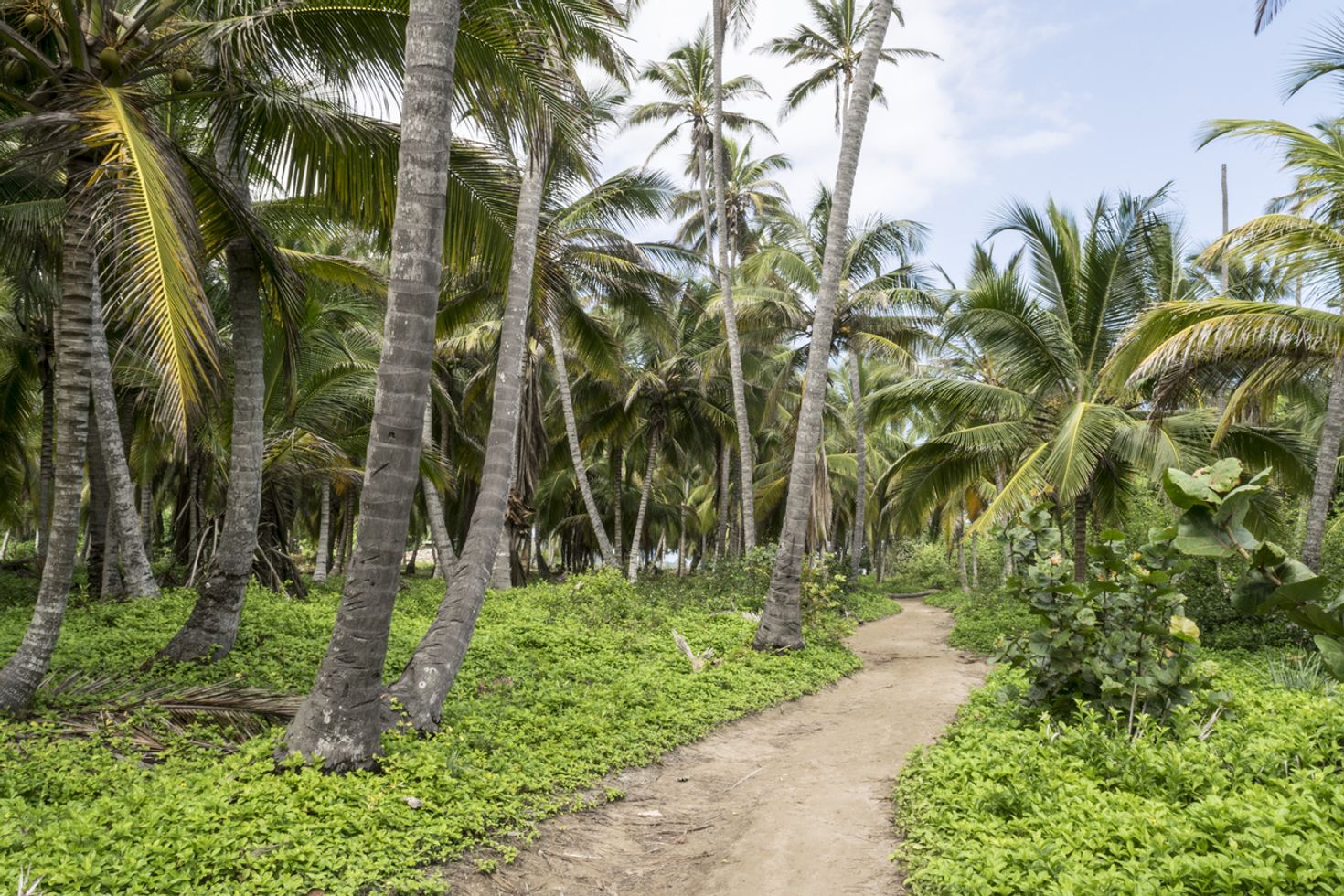 Hiking trails can be found at Tayrona National Park