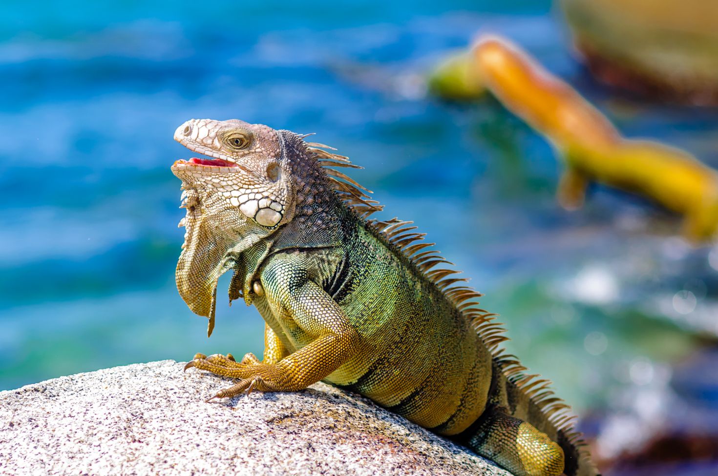 Iguana at the Tayrona National park beach