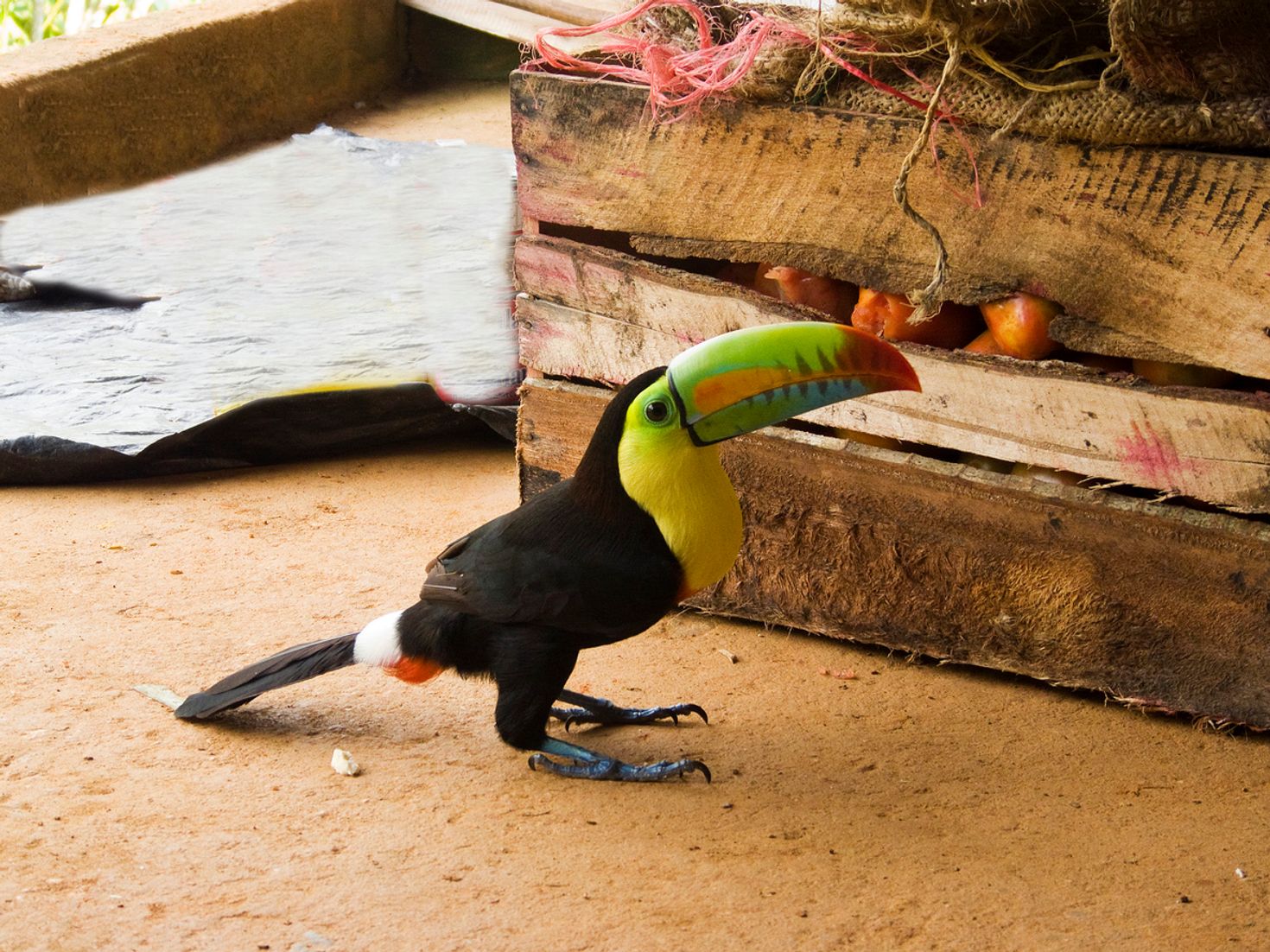 Tucan bird at Tayrona National Park