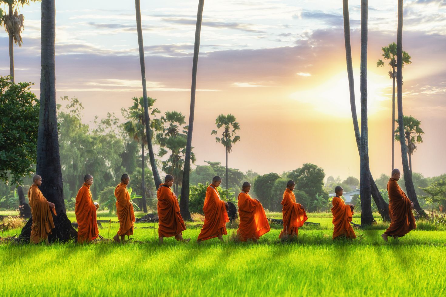 Monks walking in early morning sun through a rice field in Thailand.