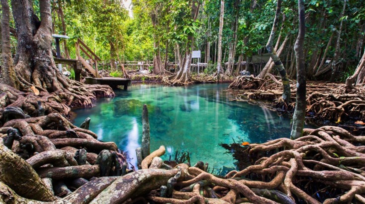 The pom mangrove forest in Krabi on a sunny day.