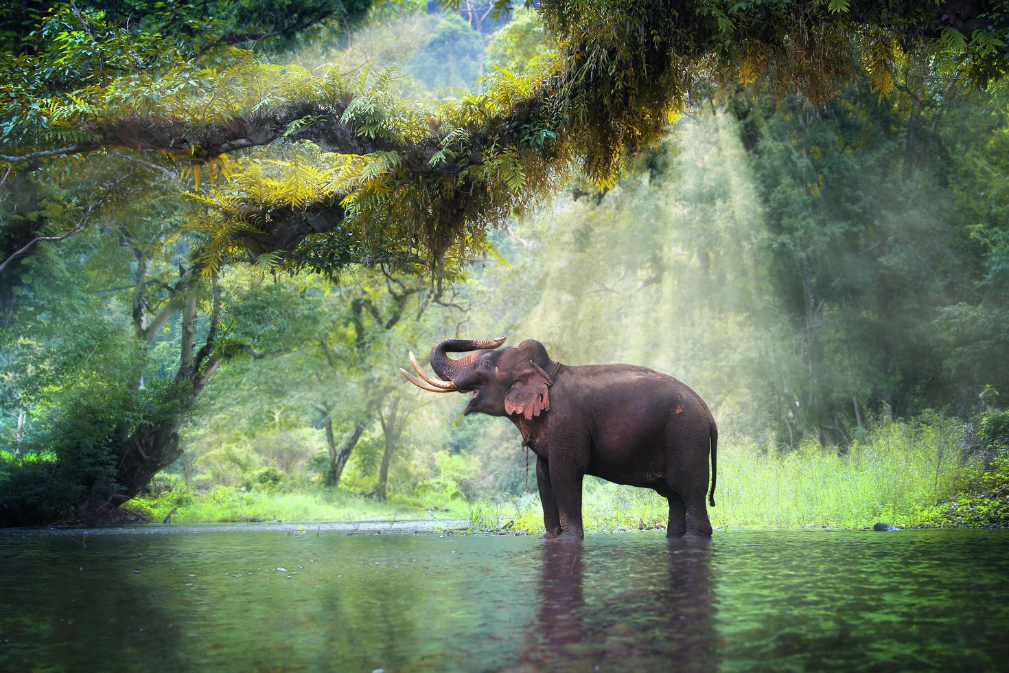 Wild elephant at a beautiful forest in Thailand during September.