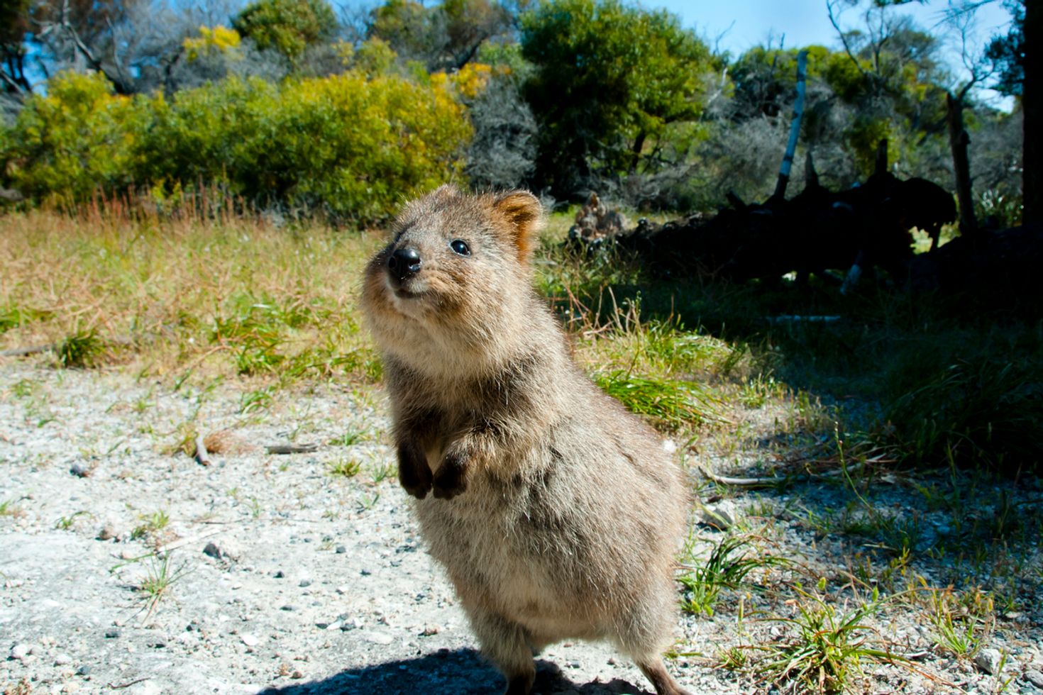Islands in Australia Rottnest Island