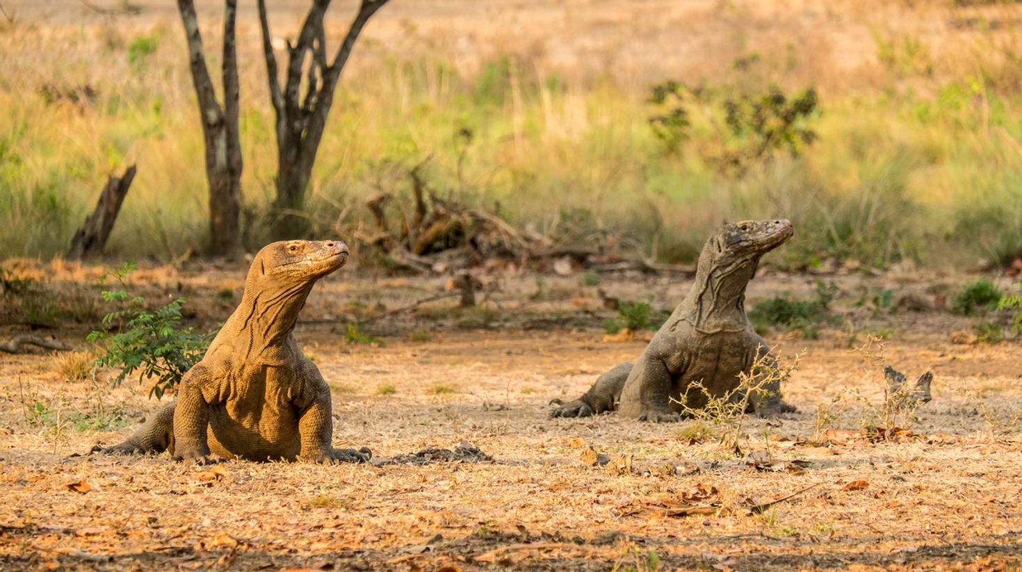 The mighty komodo dragons bask on Komodo island in indonesia