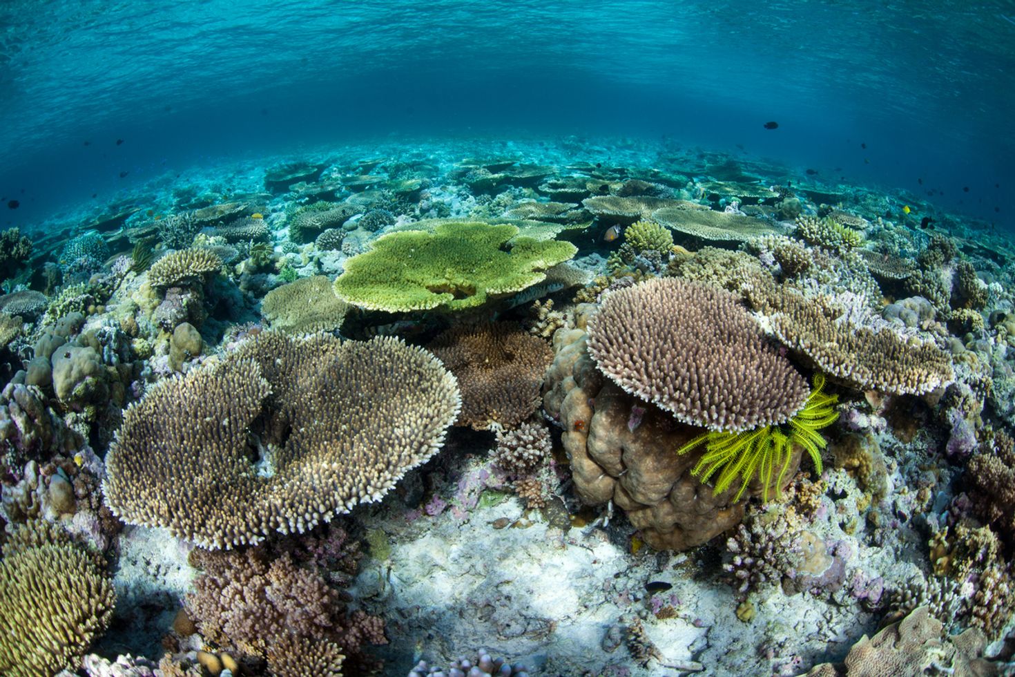 Wakatobi island in Indonesia is a have for scuba divers