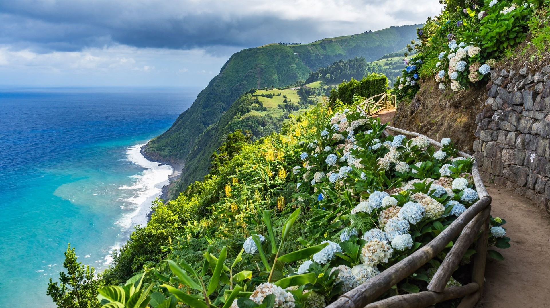 Hiking in the Azores during May is a pleasant affair with the colorful hydrangeas lining up the trails. Hydrangea flowers in Sao Miguel trails in Azores during May