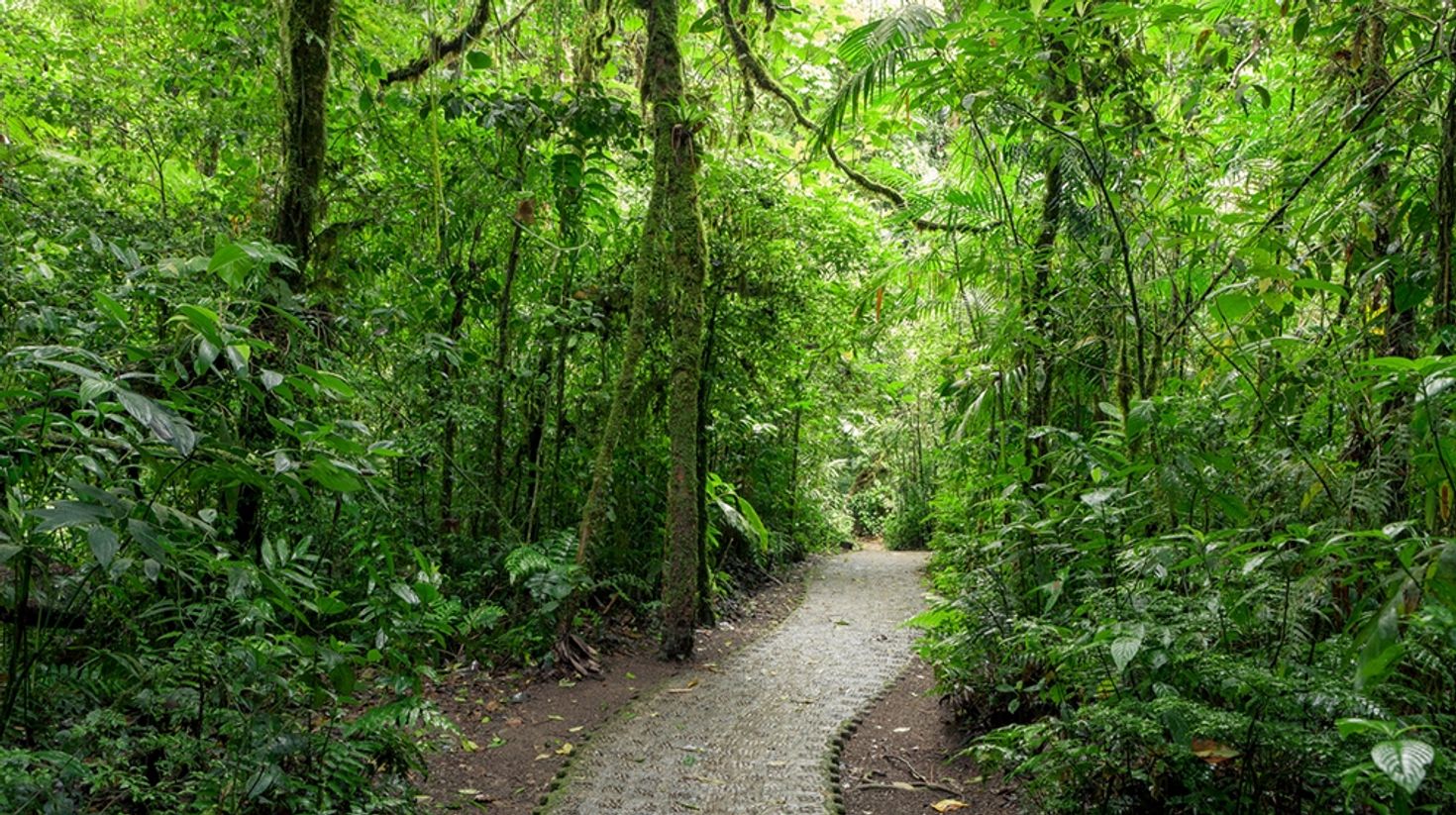 Monteverde is one of the richest natural places to hike in Costa Rica.