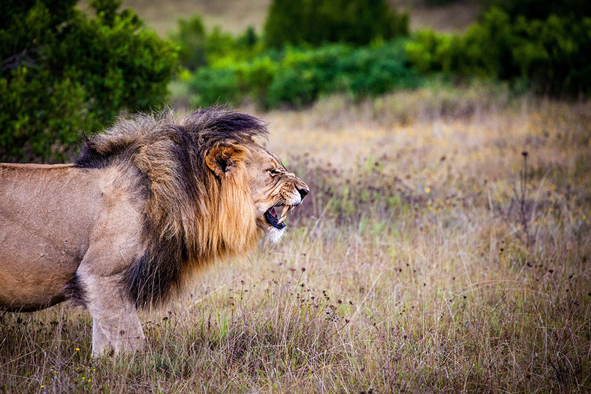 A lion is one of the Big five African game animals.