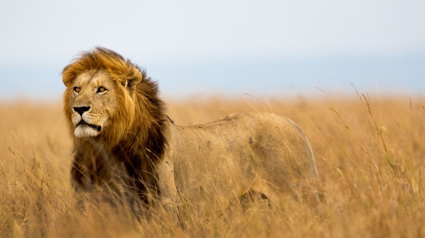 African Lion is one of the big five animals.