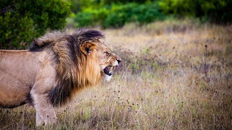 The Big 5: Everything You Need to Know