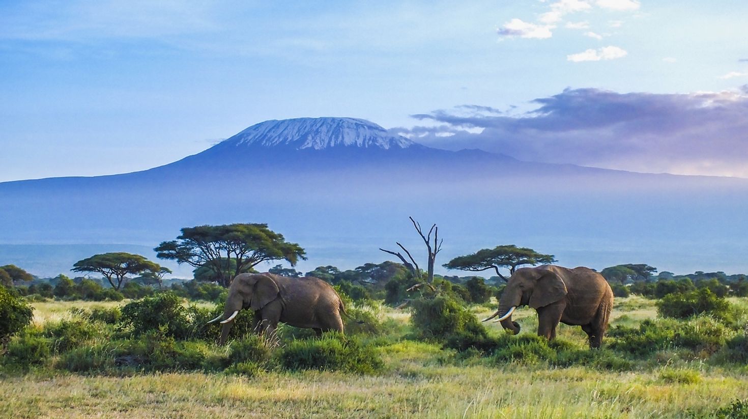 Elephants in Kilimanjaro National Park