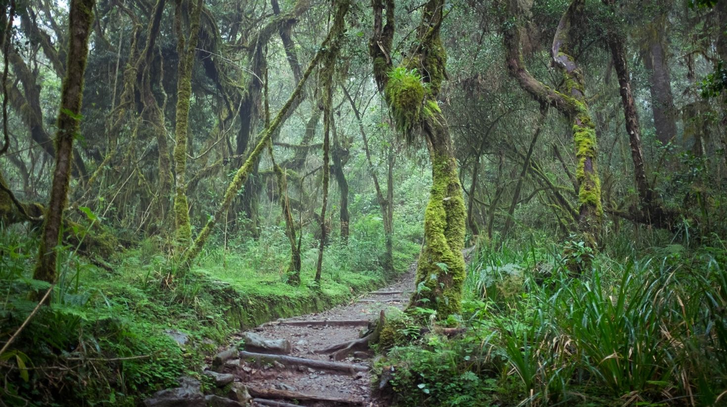 Rainforest in Kilimanjaro National Park