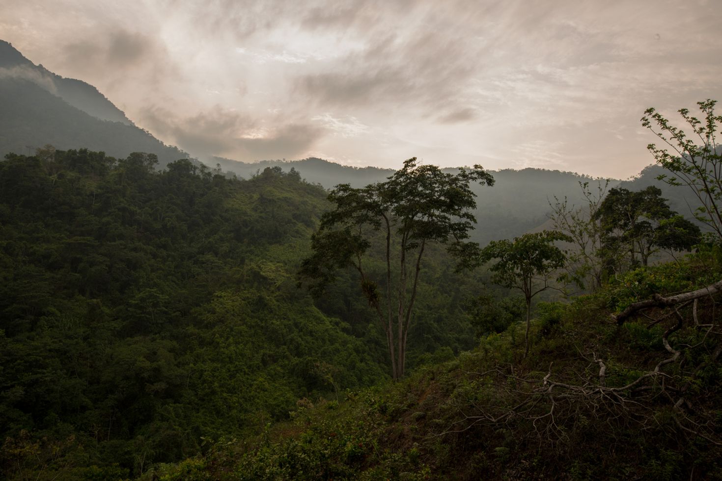 A view of the forest on the Lost City trek in Colombia
