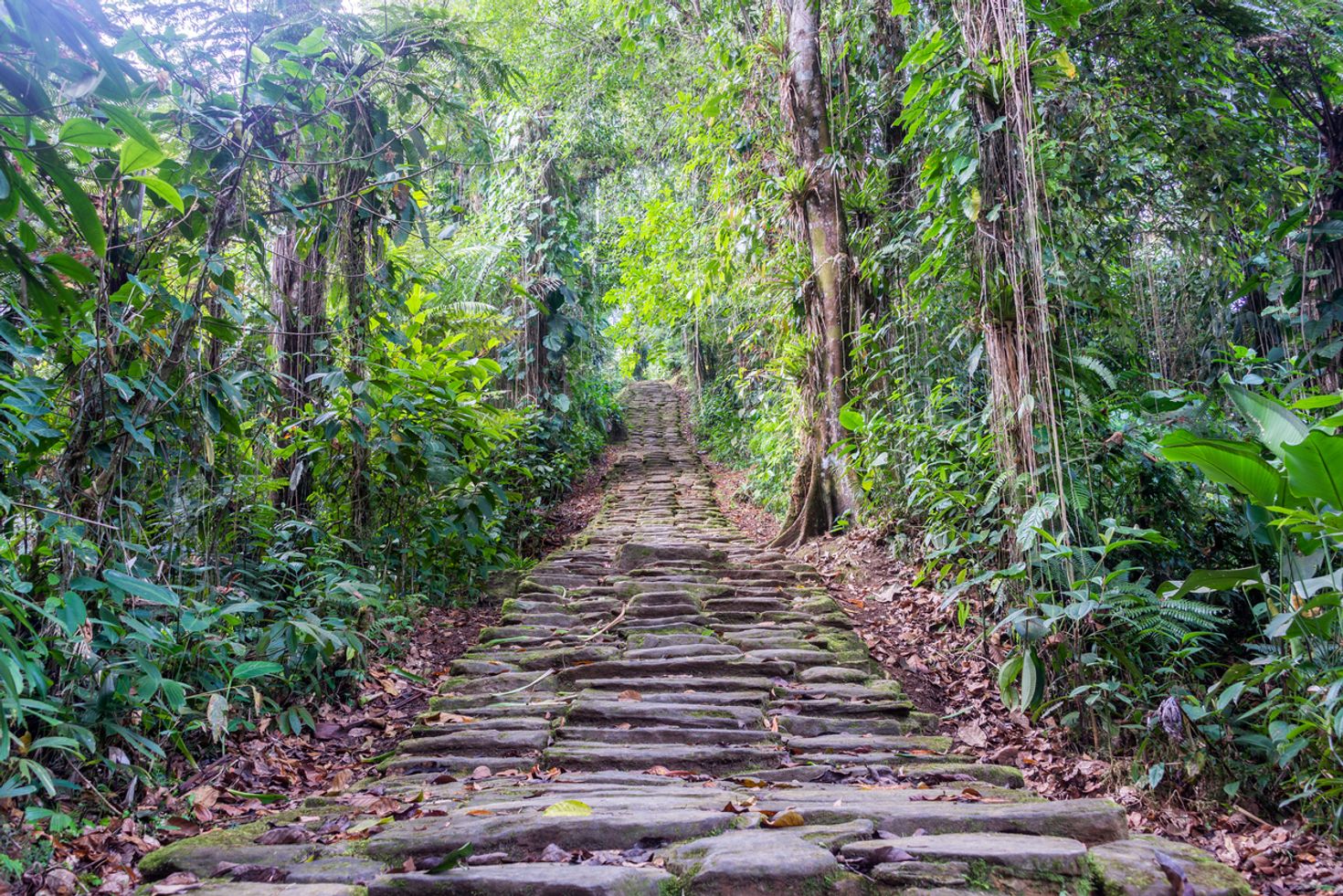 Stairs of the Lost City Trek in Colombia