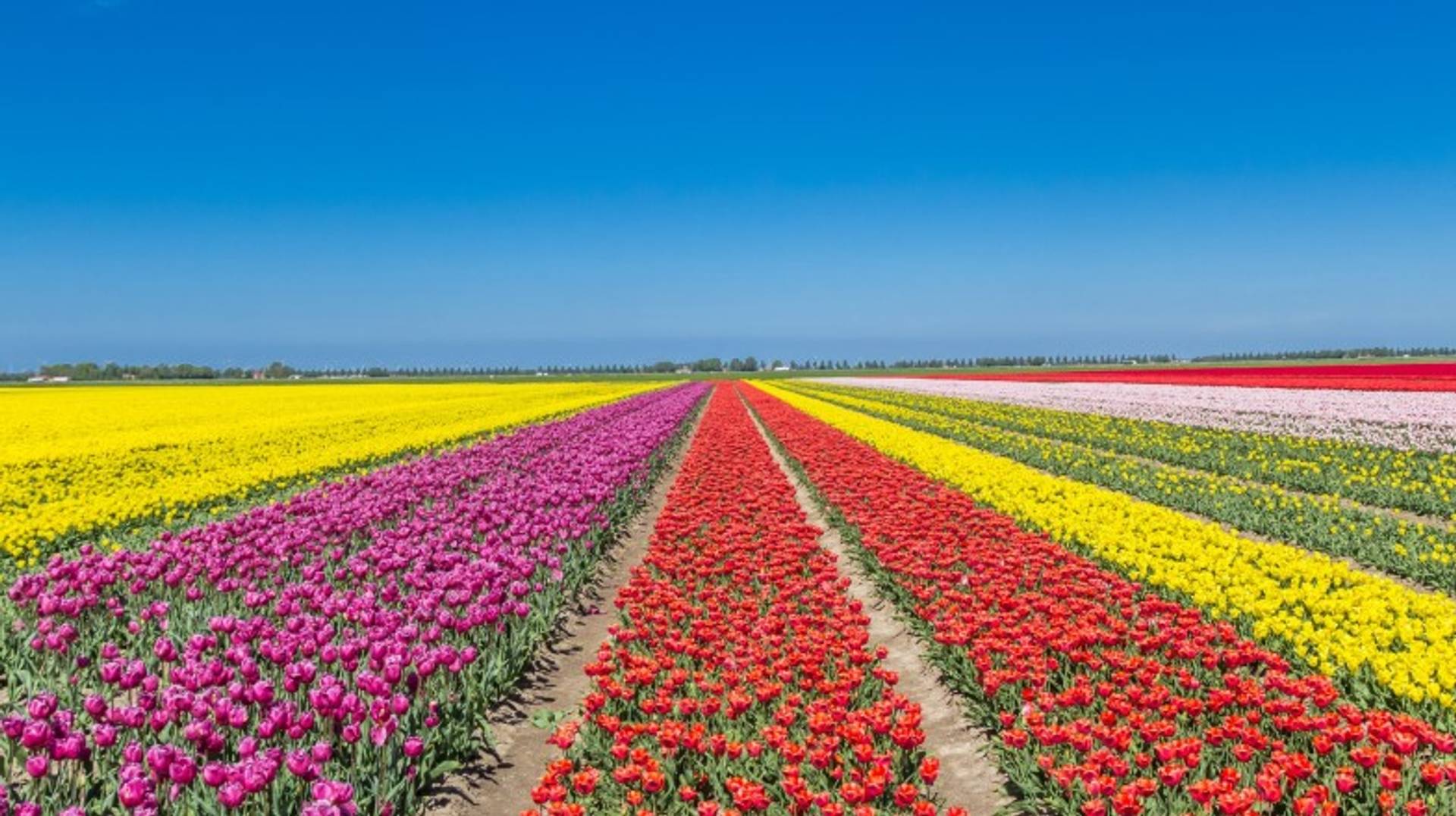 The Netherlands in May: Weather, Tips and More