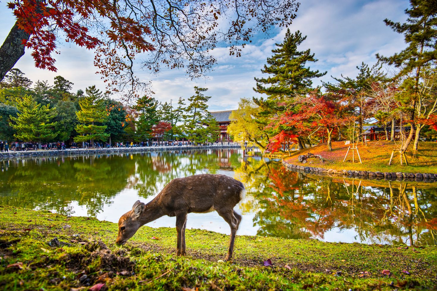 Home to hundreds of freely traveling deer, Nara is one of the most exciting places to visit in Japan if you're an animal lover.