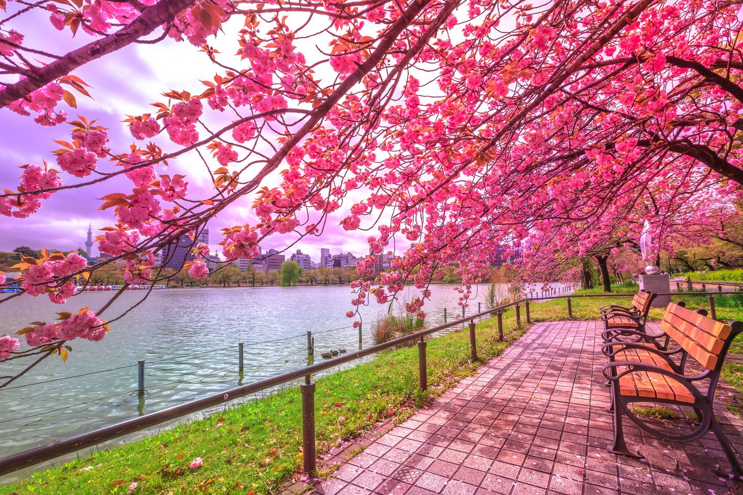 If you're in Japan to view the cherry blossom trees, visiting the cherry blossom trees in one of the best things to do in Tokyo.
