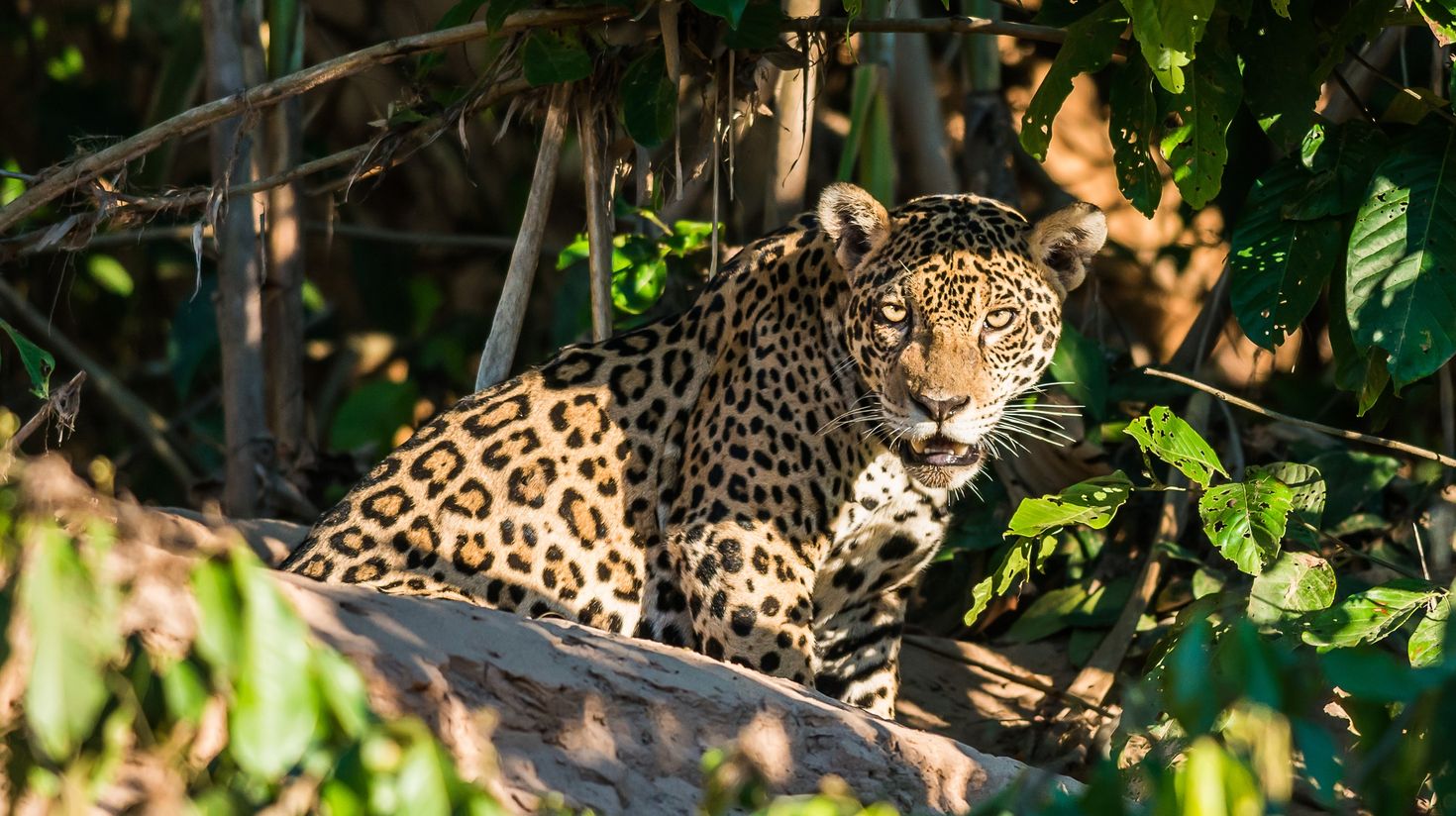 A Jaguar in the Peruvian amazon jungle Madre de Dios Peru
