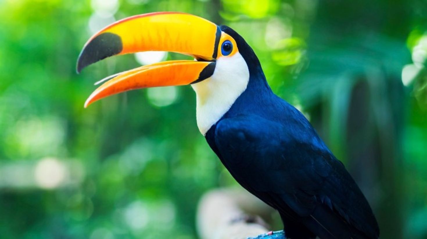 Exotic Toucan bird in nature in Iguazu National Park.