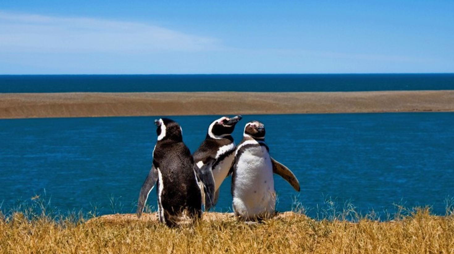 Penguins in Valdes Peninsula on a clear day.