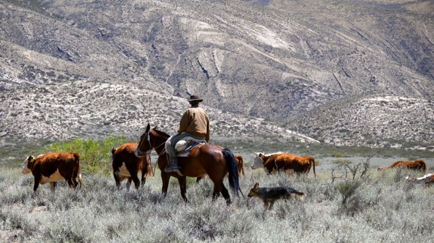 Argentine gaucho on horseback riding with herd of cows on a clear day.