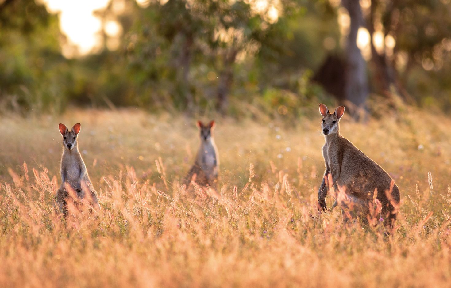 Do not miss the outback when in Australia