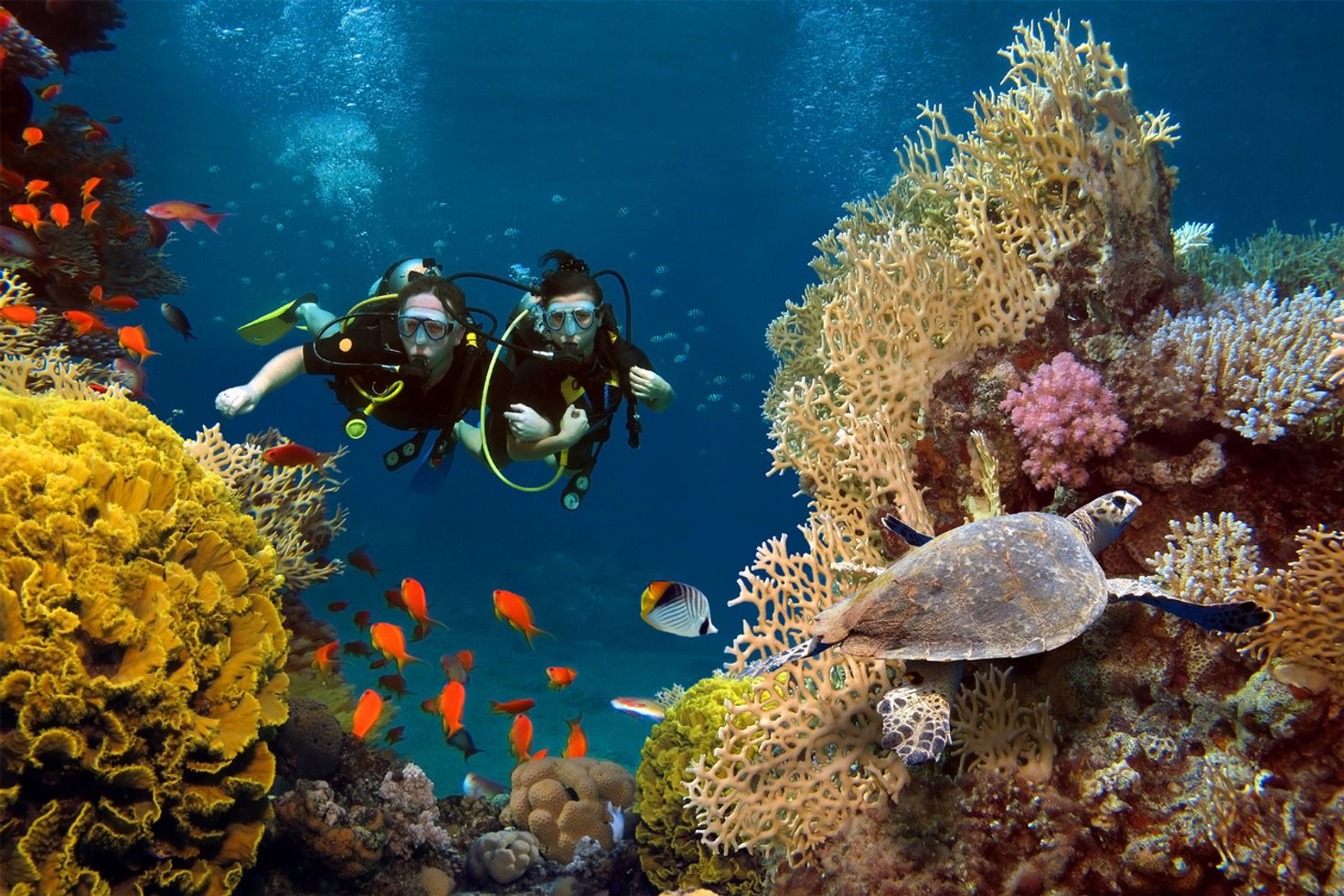 Scuba diving is a wonderful activity in Australia